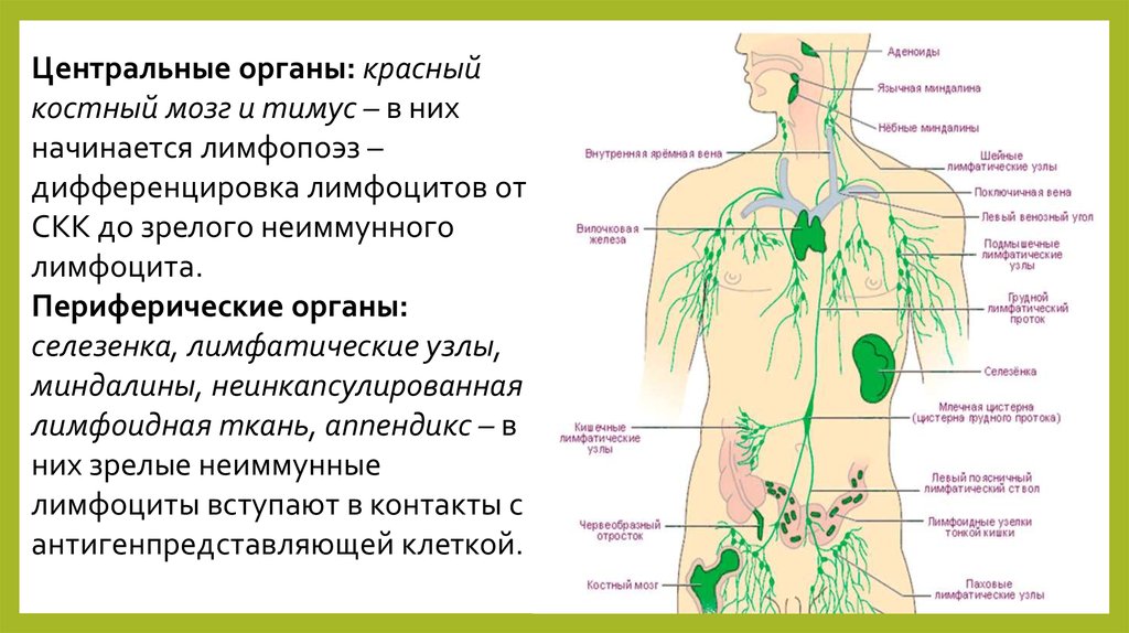Тимус красный мозг. Центральные органы иммунной системы строение костного мозга. Иммунитет центральные и периферические органы иммунной системы. Периферические лимфатические узлы схема. Лимфатическая система человека схема тимус.