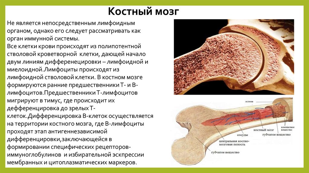 Заполнена красным костным мозгом. Строение кости костный мозг. Костный мозг расположение функции. Как выглядит желтый костный мозг. Костный мозгьчеловека.