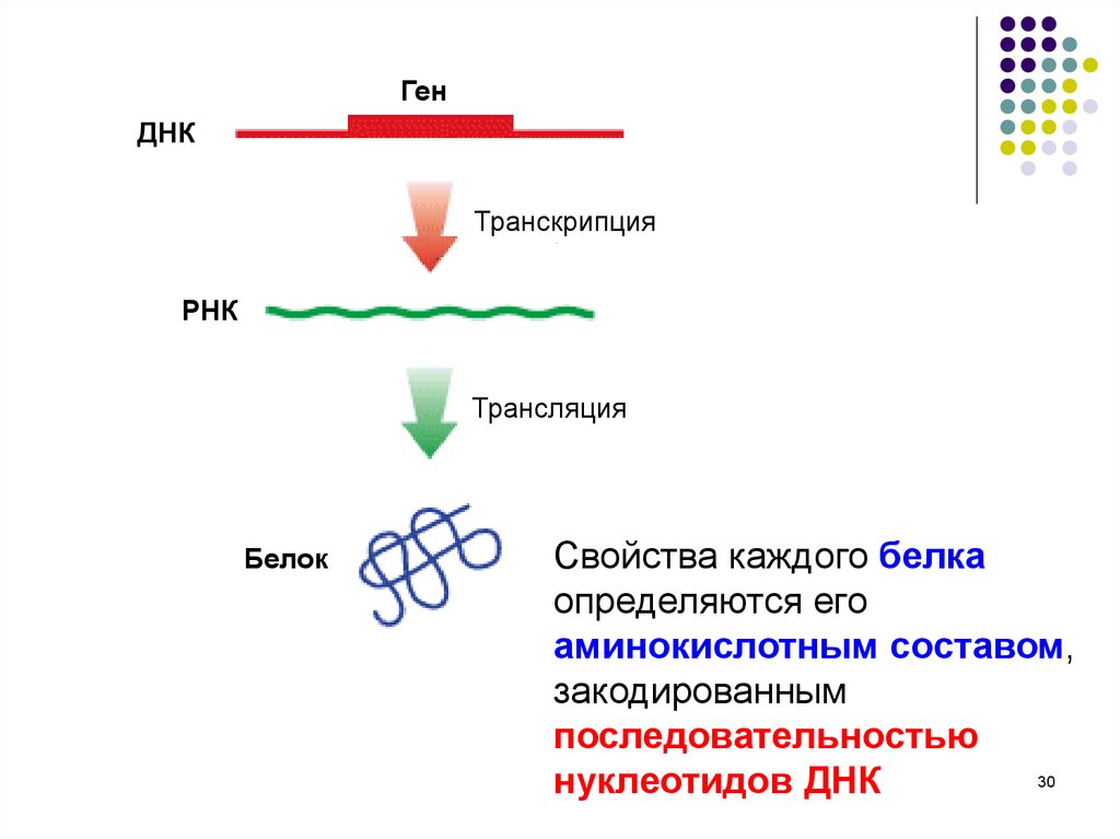 Белковая рнк. ДНК транскрипция ДНК трансляция белок. Ген РНК белок. ДНК ген геном. ДНК ген белок.