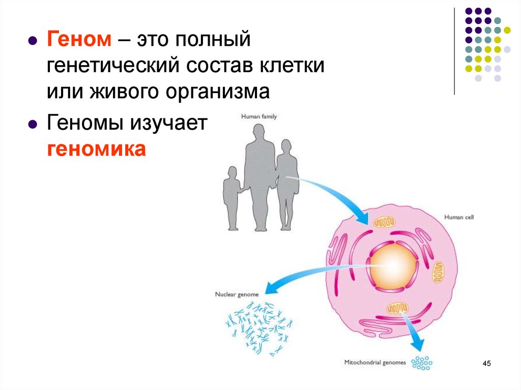 download the meaning of nucleocytoplasmic