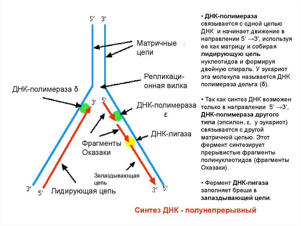 Признаки фрагмента. Строение репликативной вилки биохимия. ФРАГМЕНТЫ Оказаки в репликации. Направление движения репликативной вилки. ДНК полимераза Альфа бета гамма.