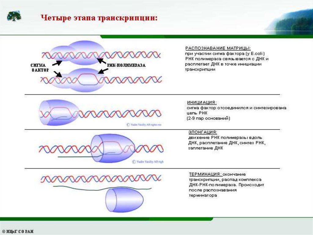 Сигма фактор. Проскальзывание» ДНК-полимеразы на матрице при репликации. РНК полимераза 3 инициация транскрипции. Этапы транскрипции инициация. Транскрипция ДНК этапы.