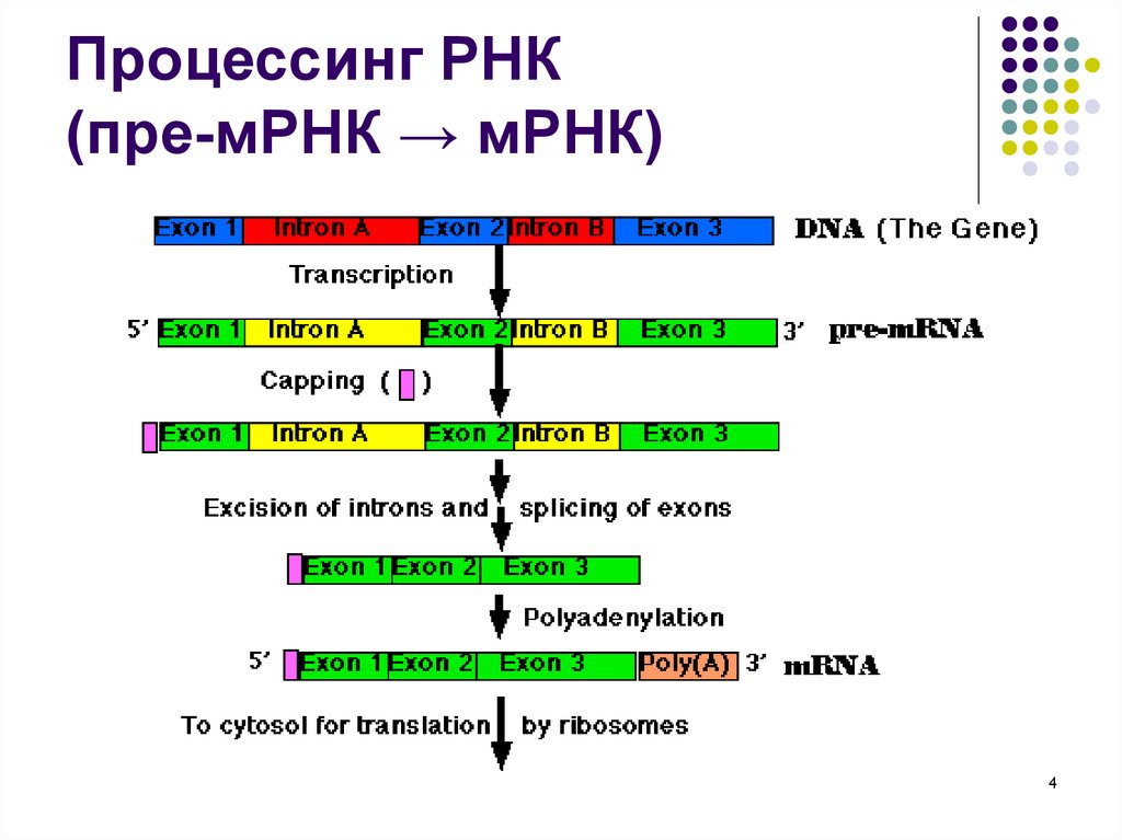 3 созревания рнк. Схема процессинга РНК. Процесс созревания РНК. Процессинг информационной РНК. Один из этапов превращения пре-м-РНК В М-РНК –.