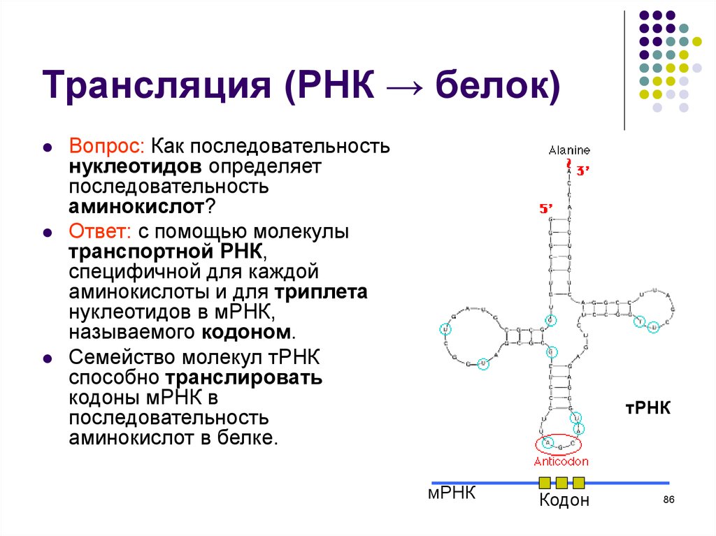 Рнк 8. Трансляция это процесс синтеза и РНК. Синтез т РНК трансляция. ТРНК трансляция схема. Строение ТРНК трансляция.