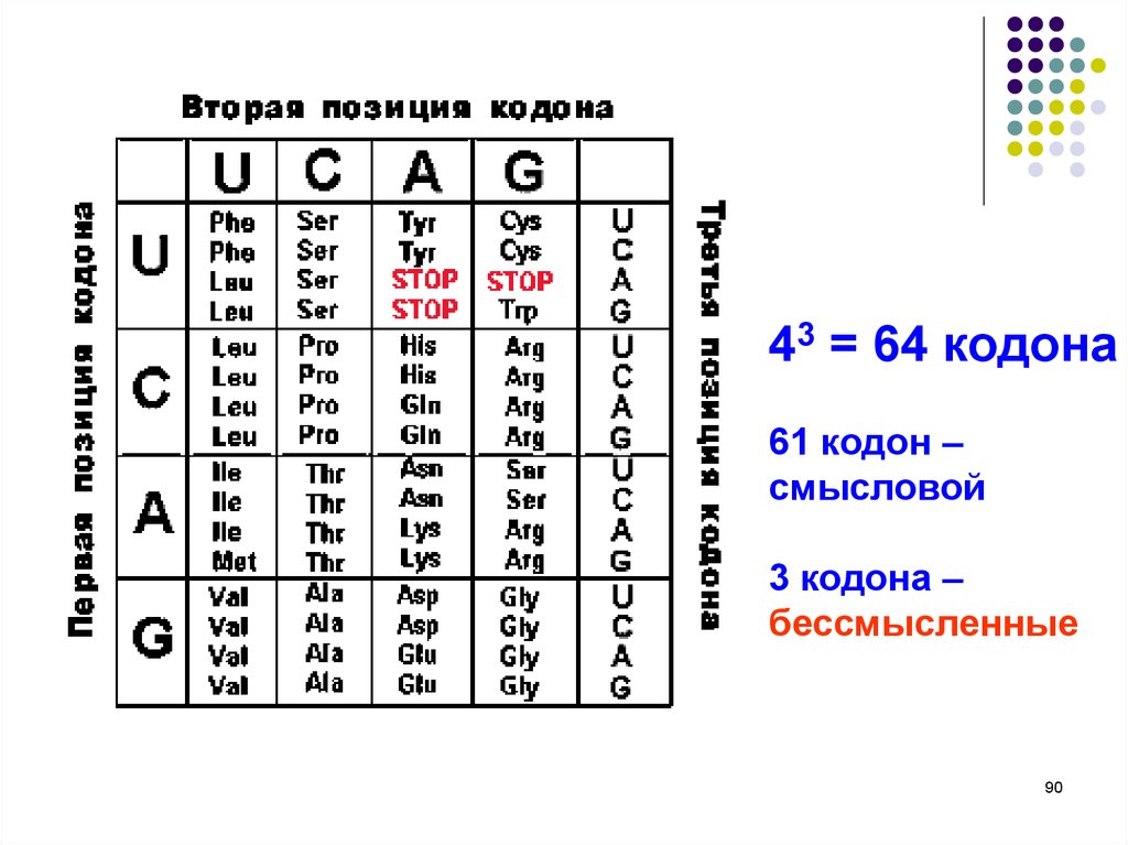 Кодоны человека. Таблица кодонов человека. Каким номером на схеме обозначен кодон. 64 Кодона ДНК. Кодон на калине.