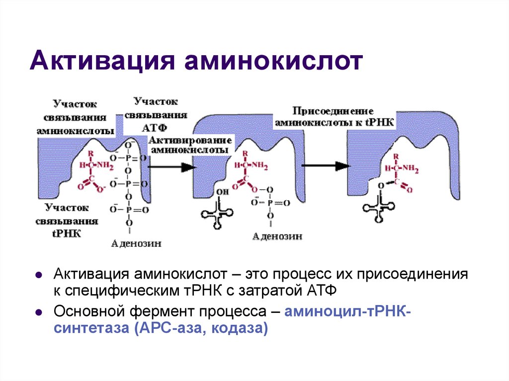 Матричная атф. Синтез белка активизация аминокислот. Ферменты активации аминокислот. Реакция активации аминокислот. Процесс активации аминокислот биохимия.