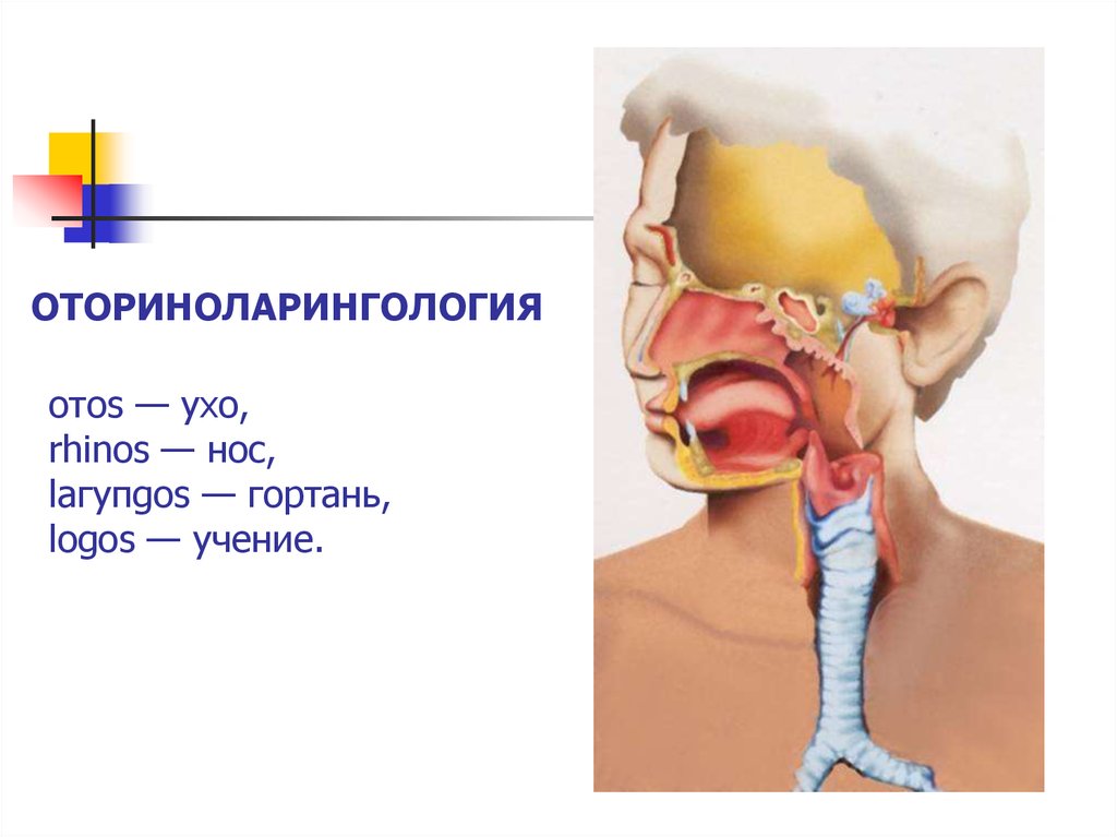 Строение ухо горло носа человека фото с описанием