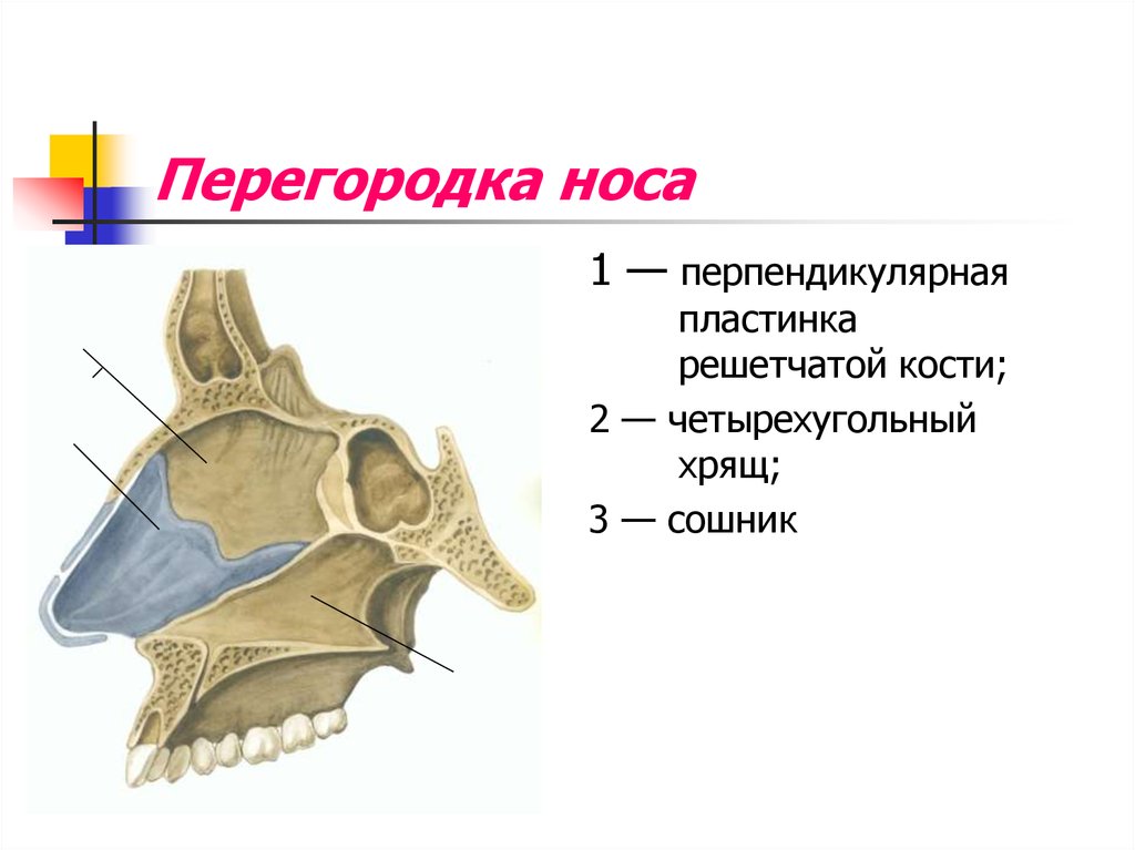 Гребень перегородки. Анатомия носа сошник. Анатомия искривлённой носовой перегородки. Решетчатая кость и сошник. Носовая полость носовая перегородка.