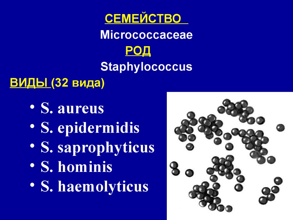 Стафилококки какие. Staphylococcus epidermidis семейство. Стафилококки семейство микрококки. Стафилококки семейство род вид.