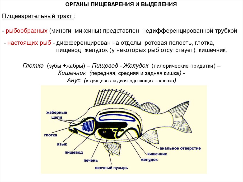 Функции отделов рыб. Пищеварительная система система рыб. Функции пищеварительной системы у рыб 7 класс. Пищевод желудок кишечник рыб функция.