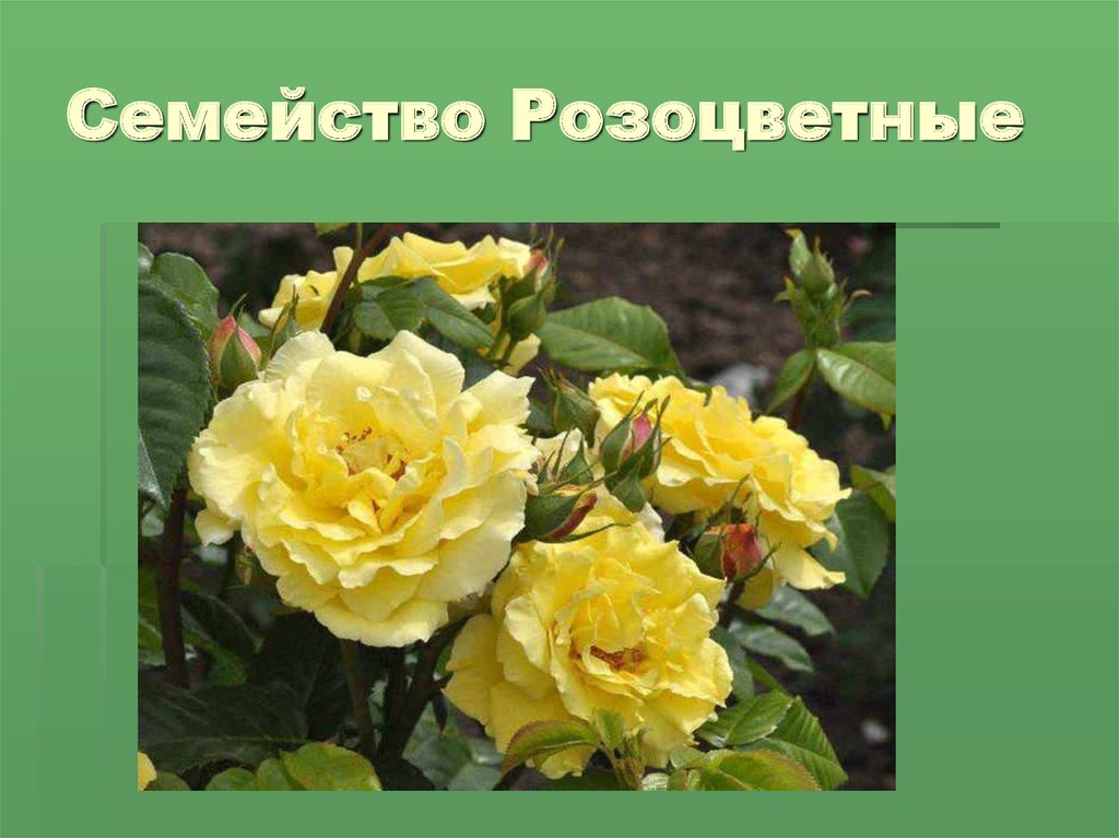 Rosaceae Р РѕР·РѕС†РІРµС‚РЅС‹Рµ