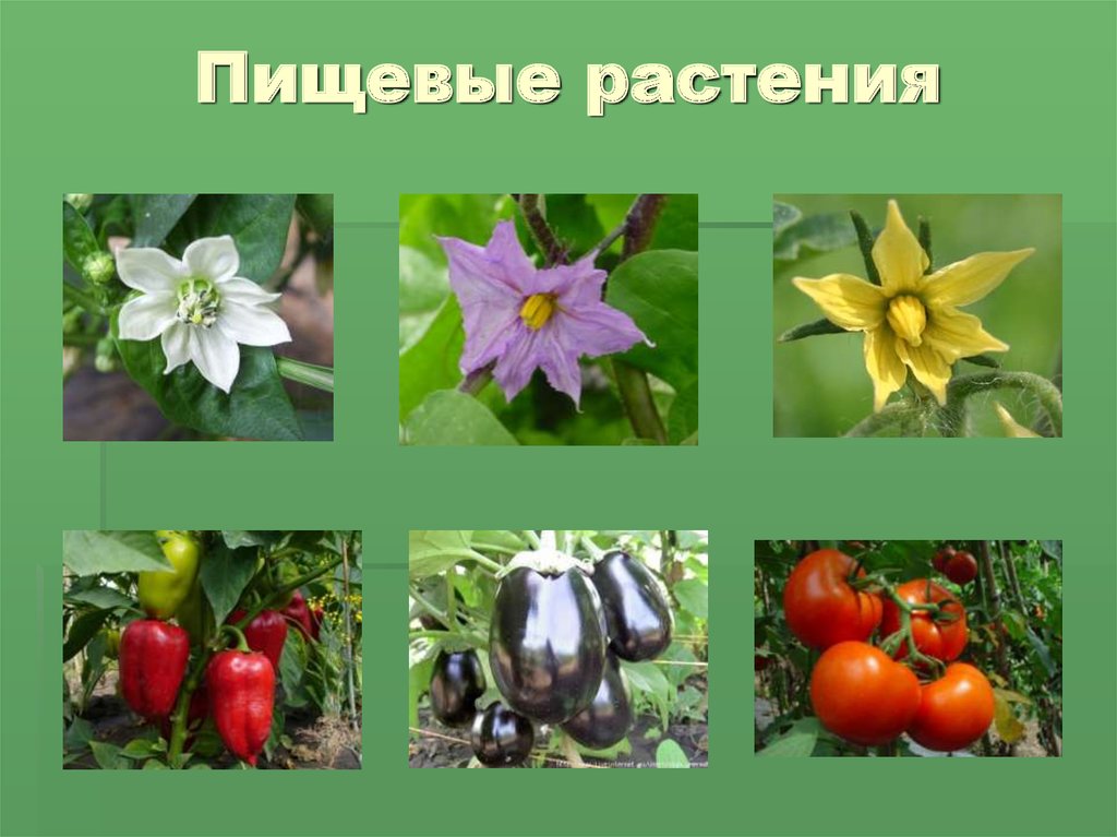 Примеры про растения. Пищевые растения. Пищевые культурные растения. Культурные растения цветы. Пищевынкультурные растения.