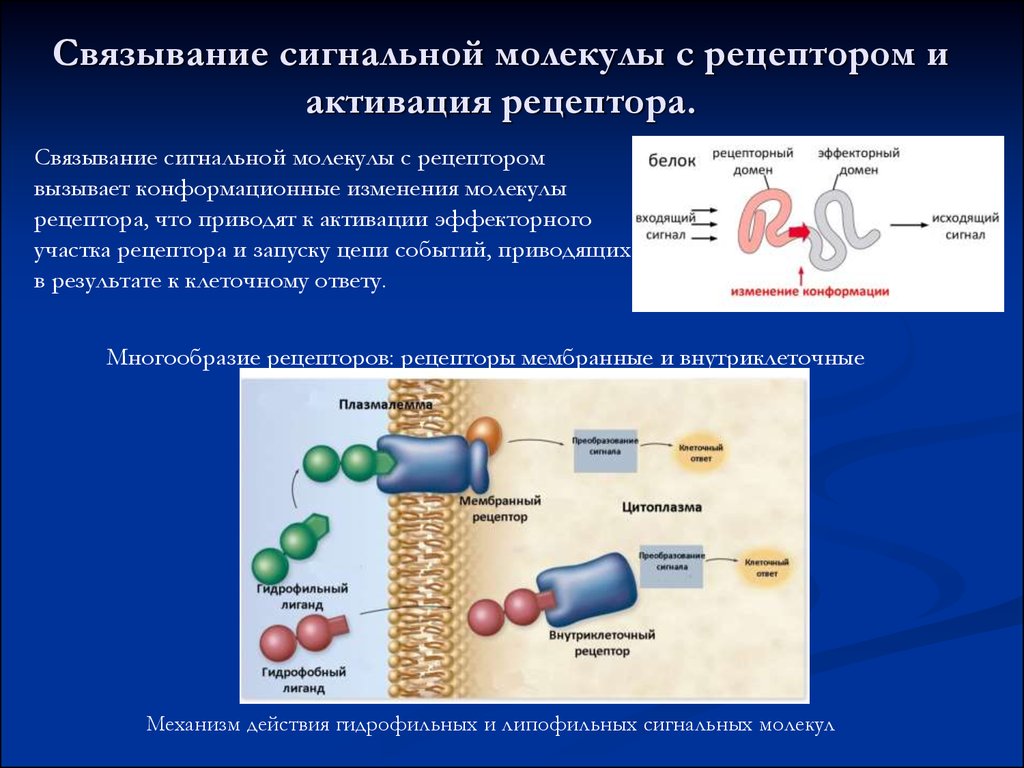 Вещество рецепторы. Механизмы действия сигнальных молекул. Мембранный механизм действия сигнальных молекул. Механизм действия липофильных сигнальных молекул. Механизмы действия сигнальных молекул биохимия.