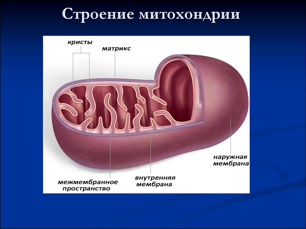 Структура митохондрии. Кристы и Матрикс митохондрий. Строение матрикса митохондрий. Структура Крист митохондрий. Строение митохондрии.