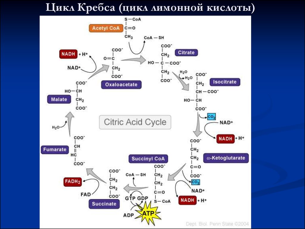 Цикл кребса биохимия кратко и понятно схема