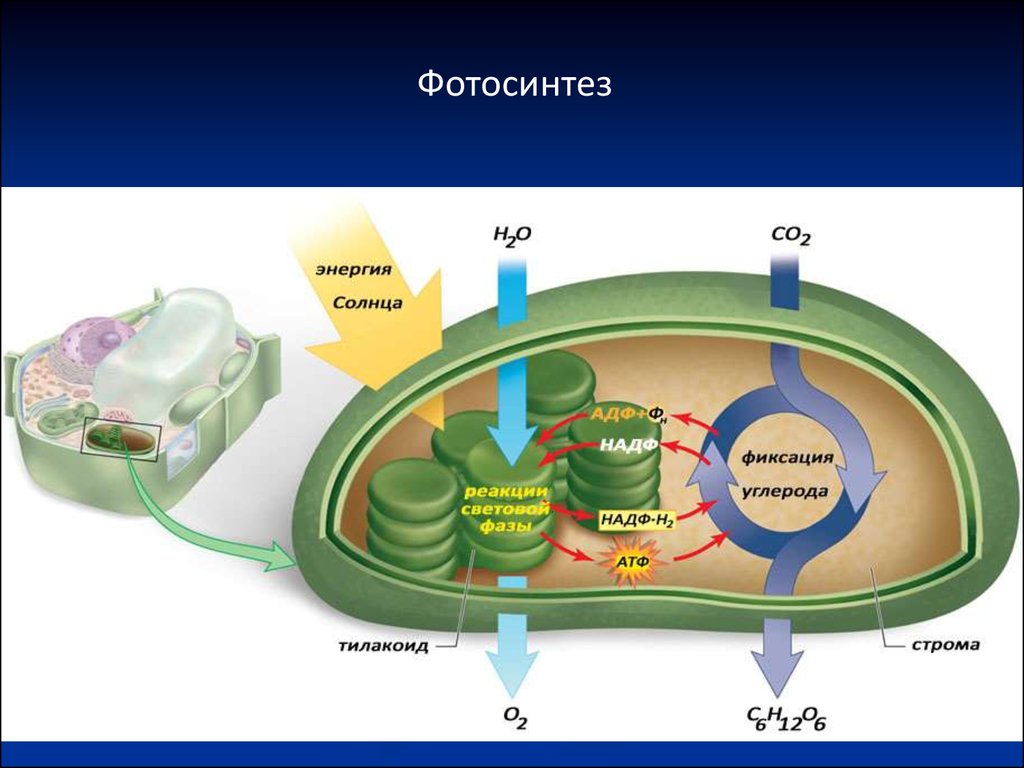 Схема хлоропласта фотосинтез