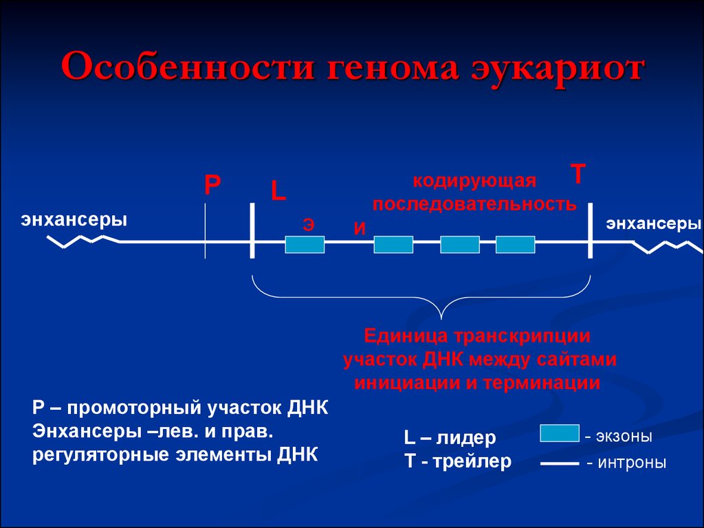 Регуляторные участки днк. Энхансеры и сайленсеры у эукариот. Промоторная последовательность ДНК. Энхансер ДНК. Инициация транскрипции у эукариот.