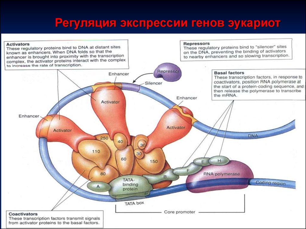 Регуляция гена. Общая схема регуляции экспрессии Гена эукариот. Регуляция активности генов у эукариот. Уровни регуляции экспрессии генов. Регуляция экспрессии генов у эукариот.