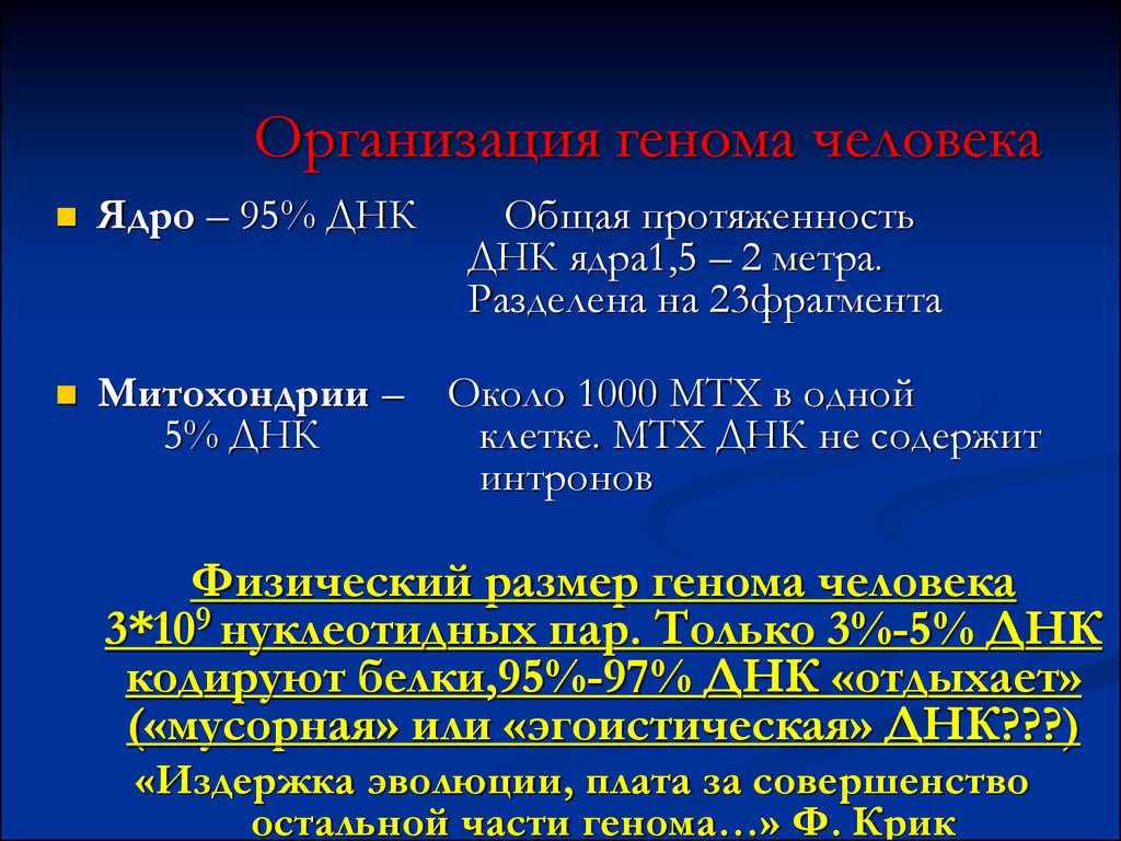 Сколько днк в ядре. Организация генома человека. Каков размер генома человека. В ядре сосредоточено … % ДНК. Физический размер генома человека.