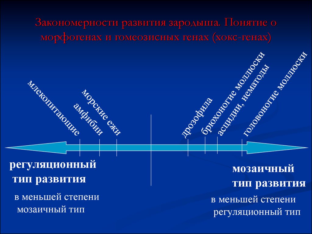 Мозаичное развитие. Мозаичный Тип развития зародыша. Регуляционный Тип развития. Регуляционный и мозаичный Тип развития. Детерминация Мозаичное и регуляционное развитие.