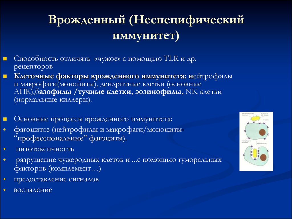 Клеточные факторы защиты. Врожденный неспецифический иммунитет. Клеточные факторы неспецифического иммунитета. Клеточные и гуморальные факторы врожденного иммунитета. Врожденный неспецифический (естественный) иммунитет.