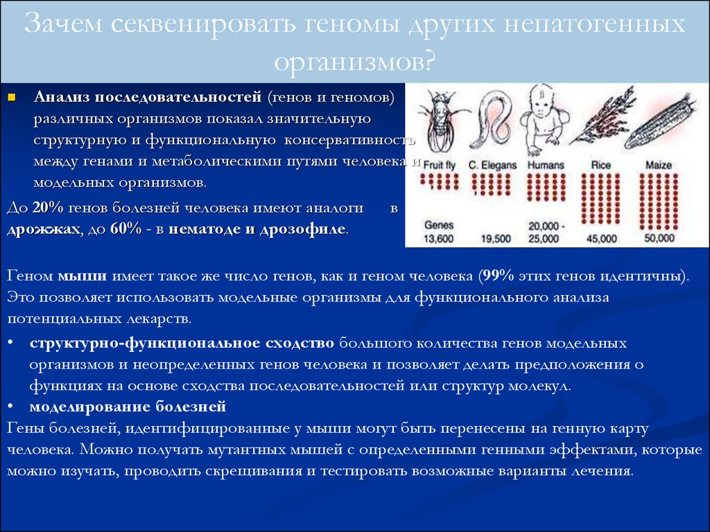 Анализ организма