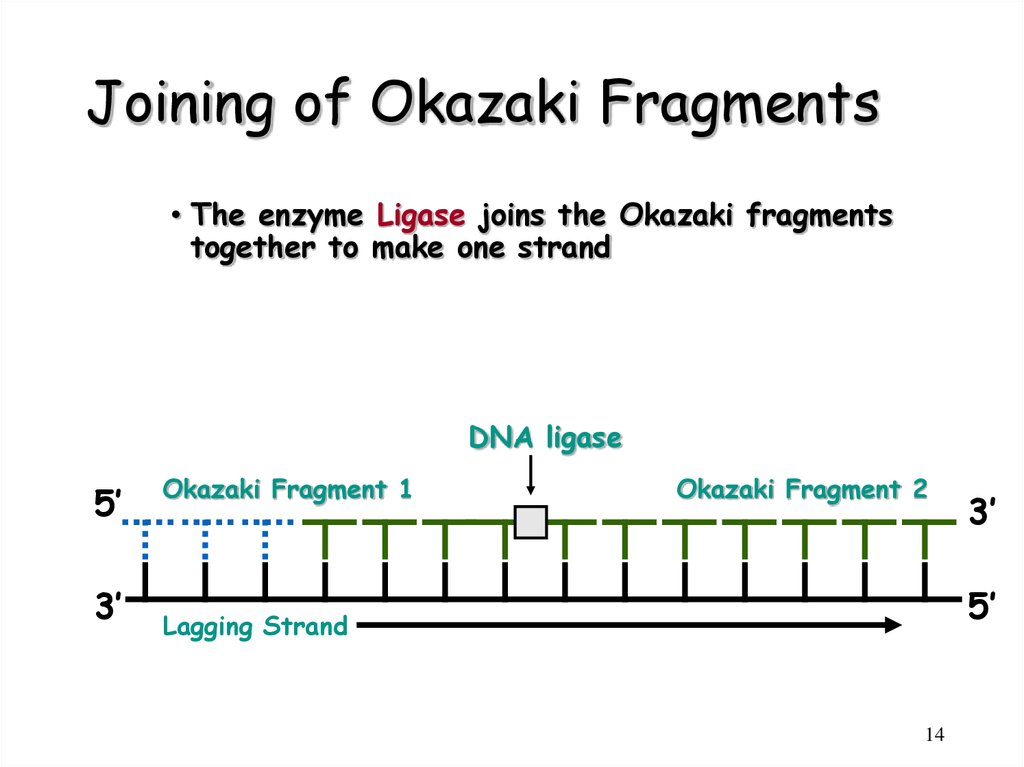 Joining of Okazaki Fragments