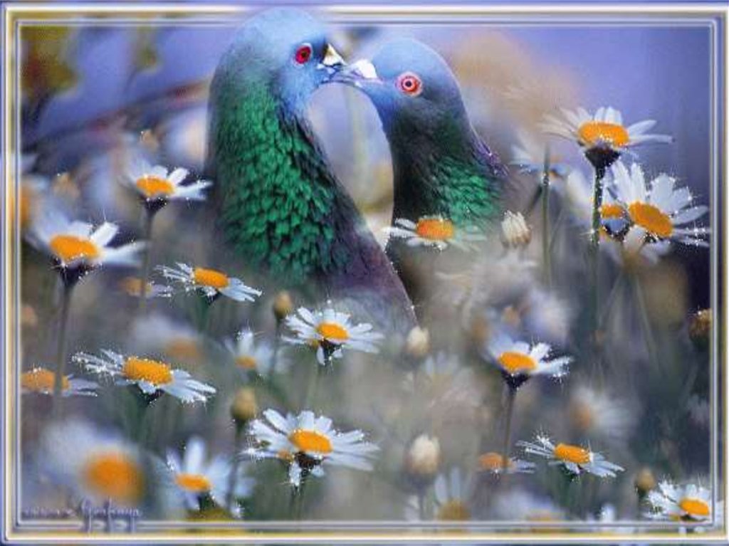 Доброго дня птицы. Живые птицы. Красивые птицы на цветах. Чудесный вечер с птицами. Сверкающие птички.
