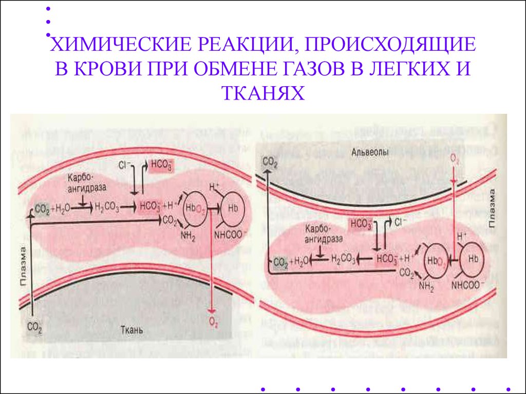 Реакция в тканях. Транспорт газов кровью физиология схема. Транспорт газов кровью физиология дыхания. Газообмен в легких химические реакции. Транспорт кислорода кровью схема.