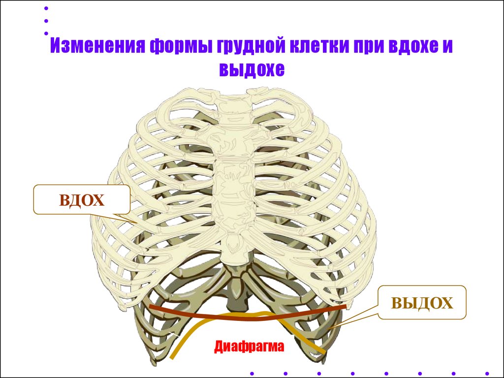 Грудная клетка при вдохе. Объемная грудная клетка. Изменения формы грудной клетки при вдохе и выдохе. Грудная клетка при вдохе и выдохе. Изменение формы грудной клетки.