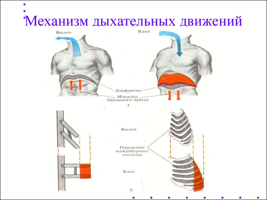 Процессы протекающие во время дыхательного движения. Механизм дыхательных движений вдох и выдох. Дыхательный цикл. Типы дыхания. Механизм вдоха и выдоха. Механизм внешнего дыхания дыхательные движения. Дыхание механизм вдоха и выдоха.