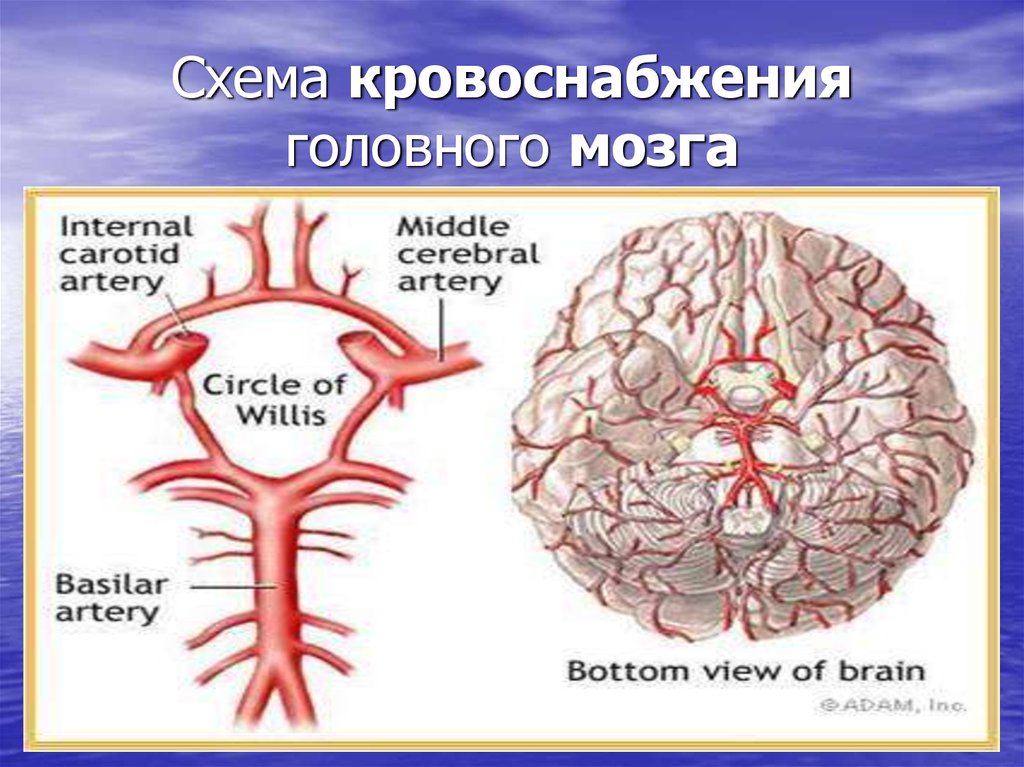 Кровообращение головного мозга травы. Каротидная система кровоснабжения головного мозга. Кровоснабжение головного мозга схема. Кровоснабжение ноловногомозга. Сосуды головного мозга анатомия.