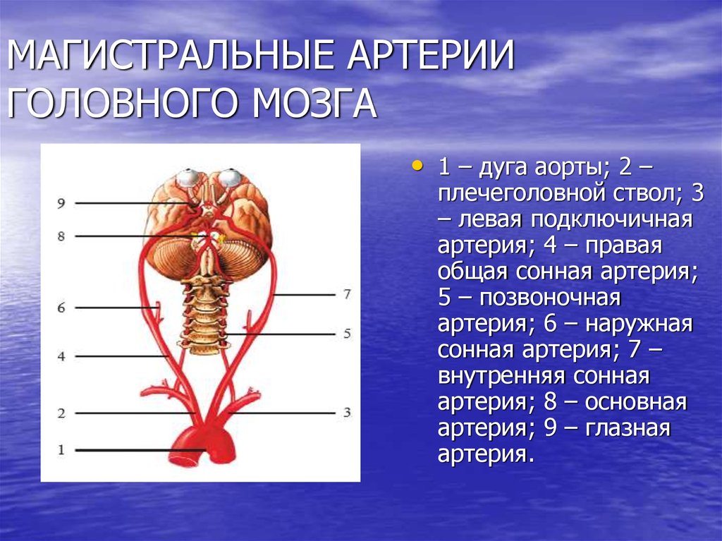 Артерии мозга. Магистсротыне артерии. Артерии головного мозга. Магистральные сосуды. Немагистральные артерии.