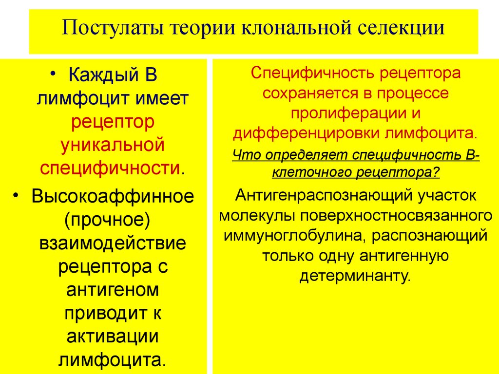 Теории иммунитета. Клонально-Селекционная теория иммунитета. Теория клональной селекции. Клонально селективная теория иммунитета. Клонально-Селекционная теория Бернета.