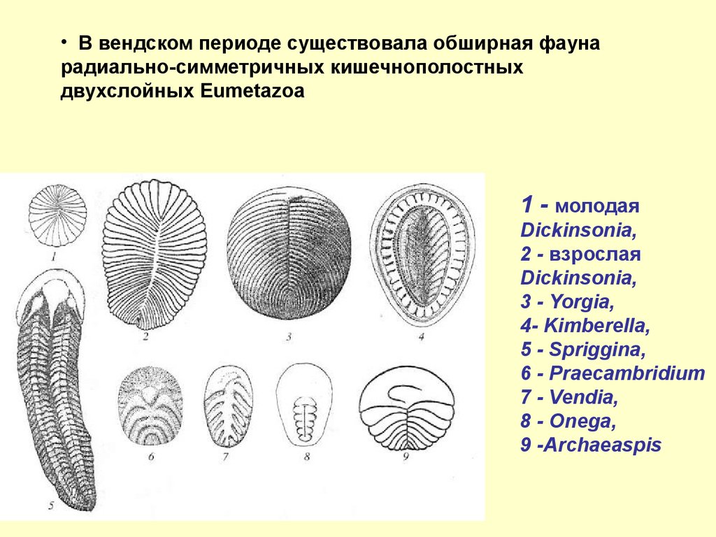 В вендском периоде существовала обширная фауна радиально-симметричных кишечнополостных двухслойных Eumetazoa