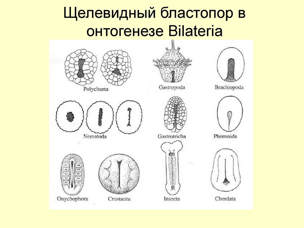 Щелевидный бластопор в онтогенезе Bilateria