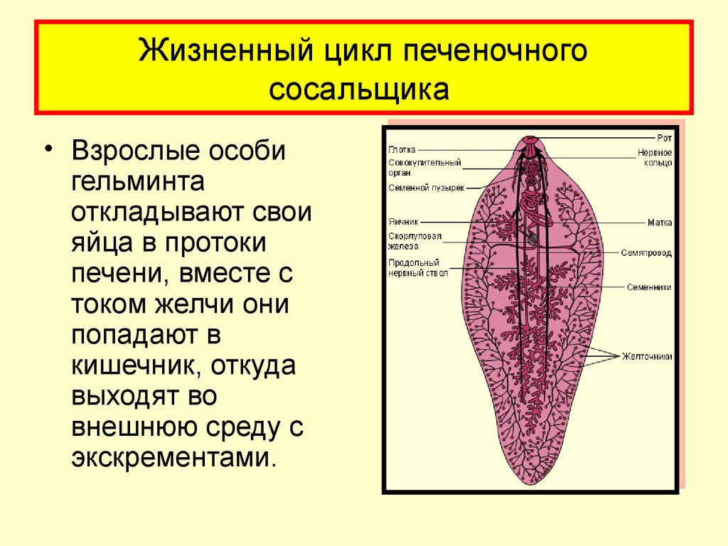 3 печеночный сосальщик. Ланцетовидный сосальщик строение. Ланцетовидная двуустка строение. Яйца ланцетовидной двуустки. Печёночный сосальщик (взрослая особь).