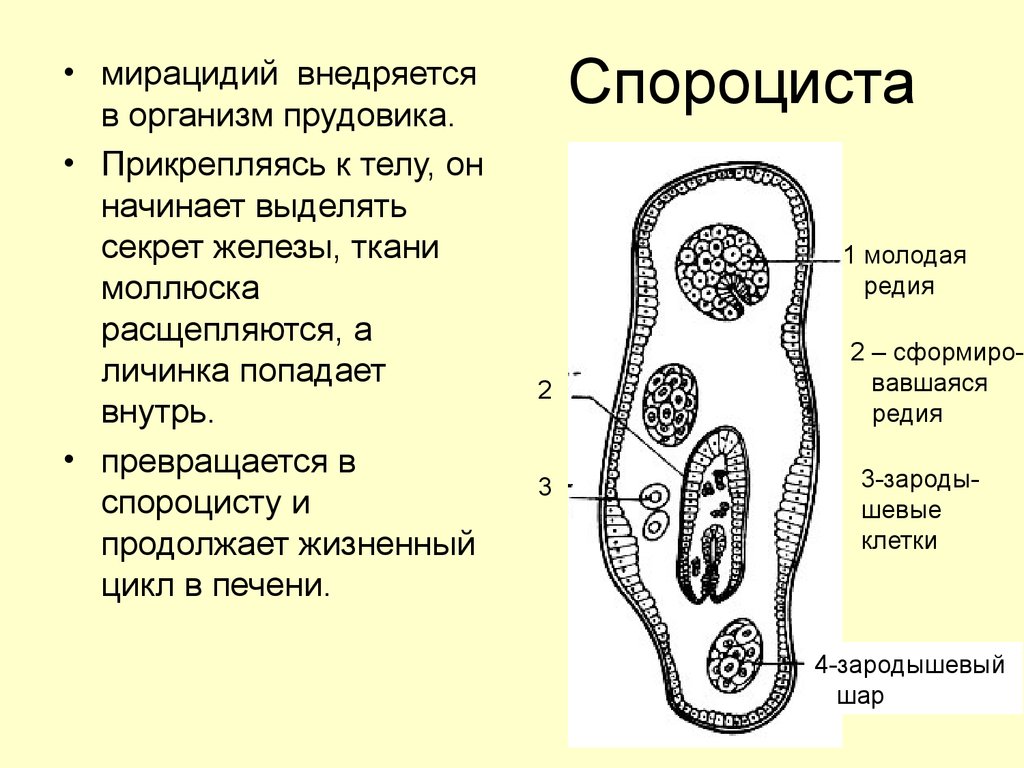 Спороциста редия