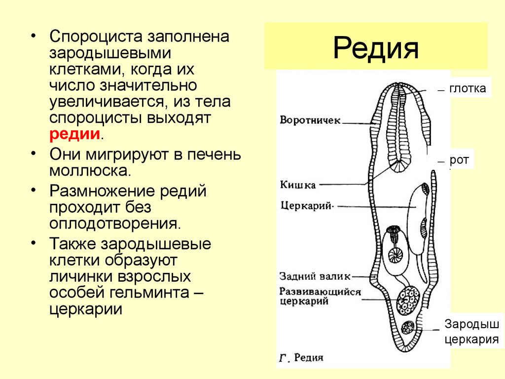 Спороцисты редии. Редии трематод. Мирацидий редия церкария. Спороциста церкарий. Строение спороцисты трематод.