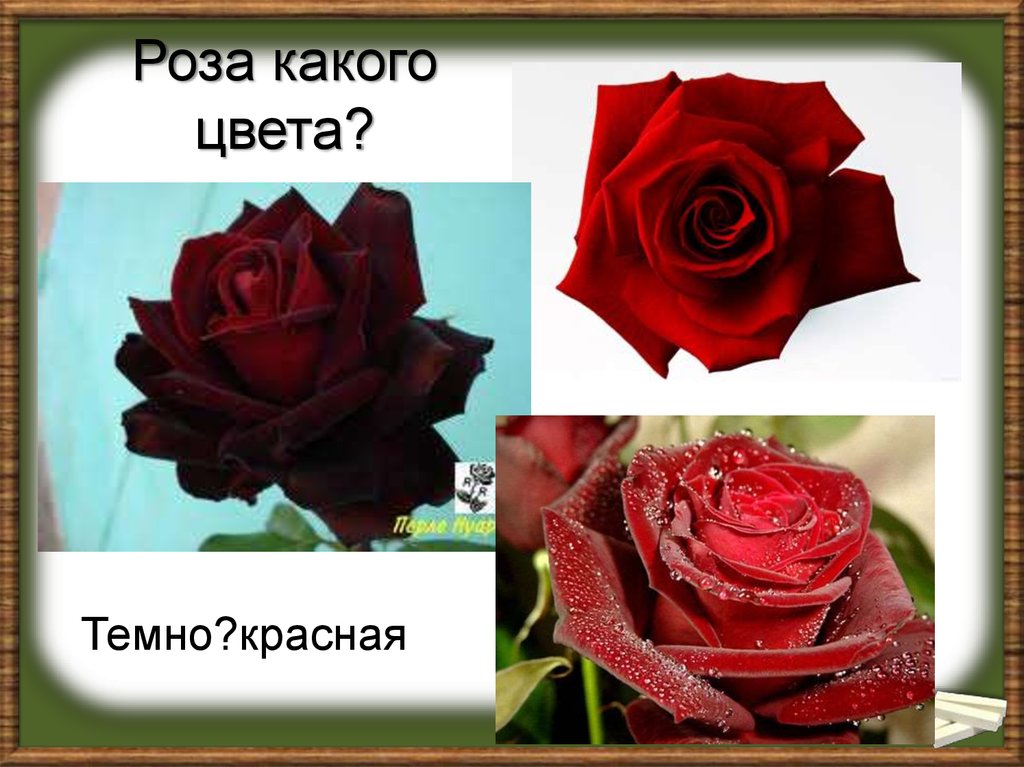 Роза какого цвета?