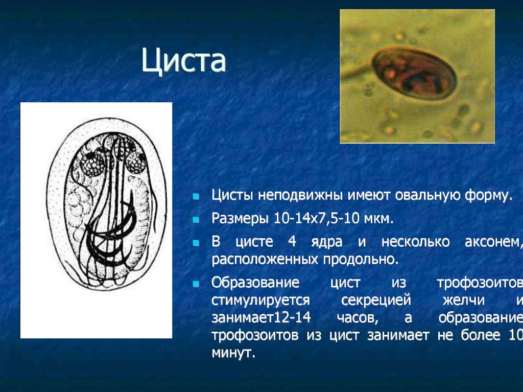 Циста. Трофозоит овальная и циста. Циста овальной формы\. Строение цисты. Образование цисты.