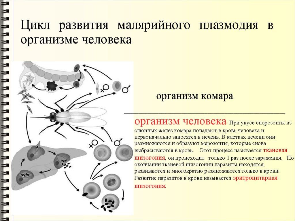 Развитие малярийного плазмодия схема