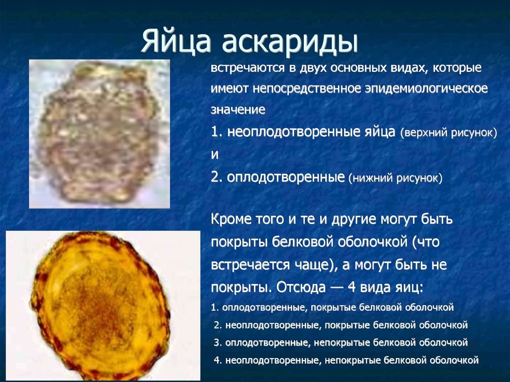 Яйцо аскариды рисунок