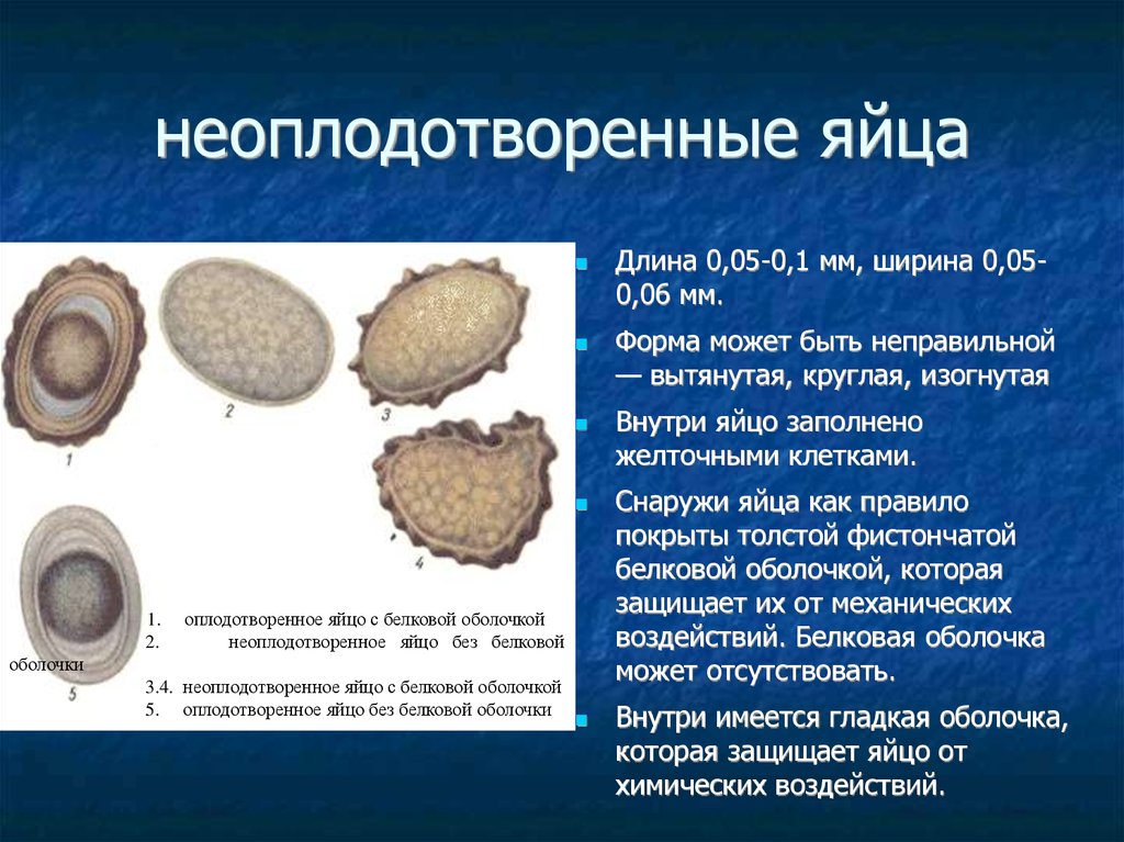 Развитие из неоплодотворенного яйца