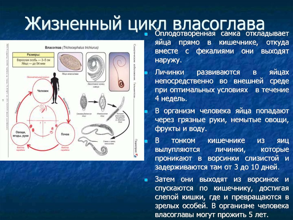 Жизненный цикл власоглава схема