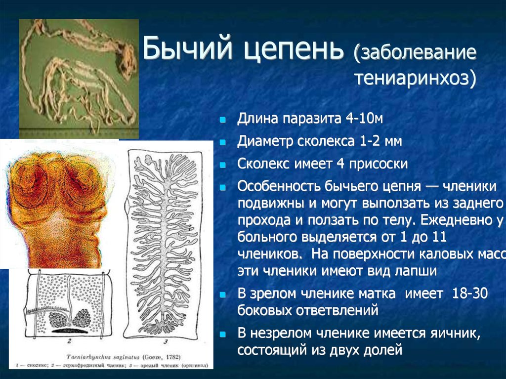 Цепень симптомы лечение