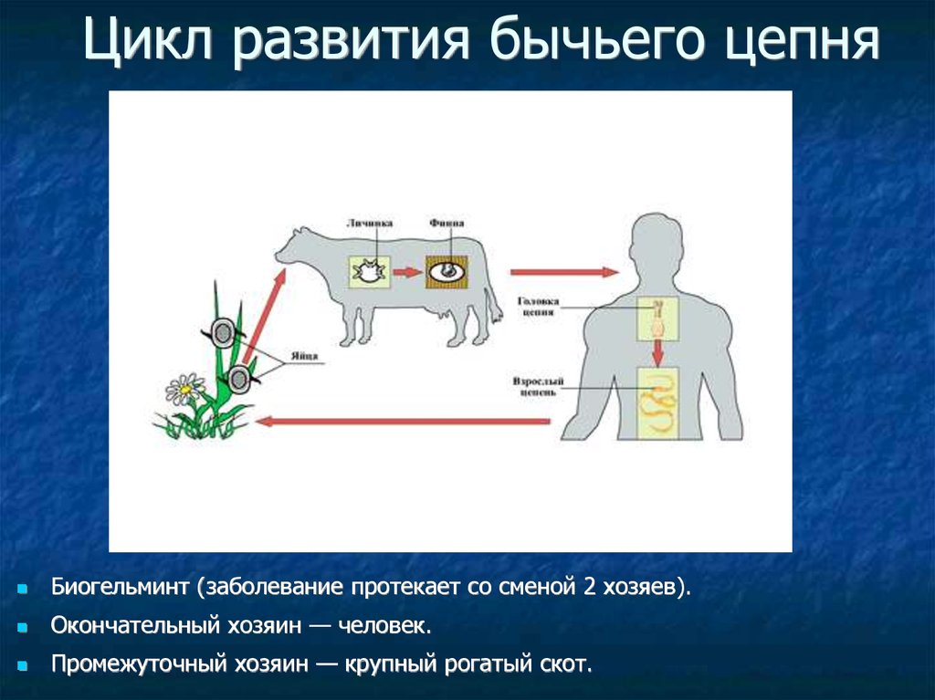 Цикл со сменой хозяина. Жизненный цикл бычьего цепня промежуточный хозяин. Степень развития бычьего цепня. Цикл размножения бычьего цепня. Бычий цепень окончательный хозяин.