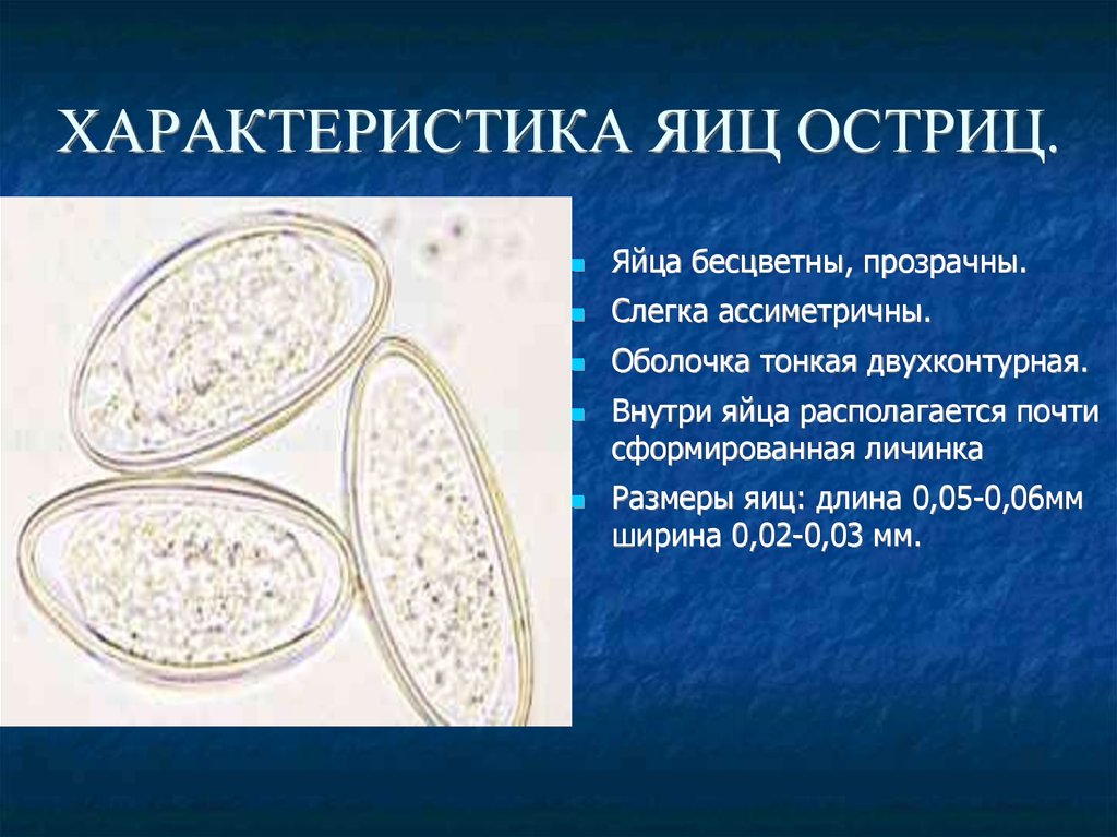 Какой цифрой обозначено на рисунке яйцо острицы со сформированной личинкой