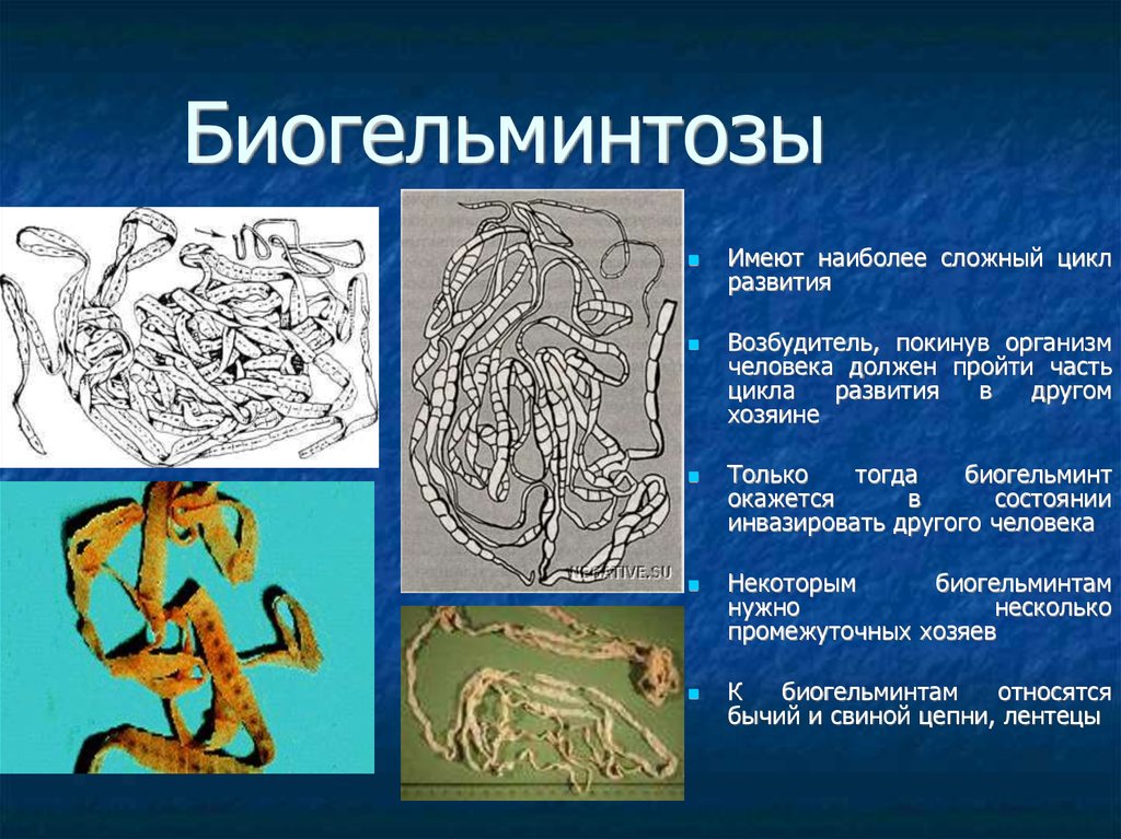 Гельминтоздар презентация қазақша