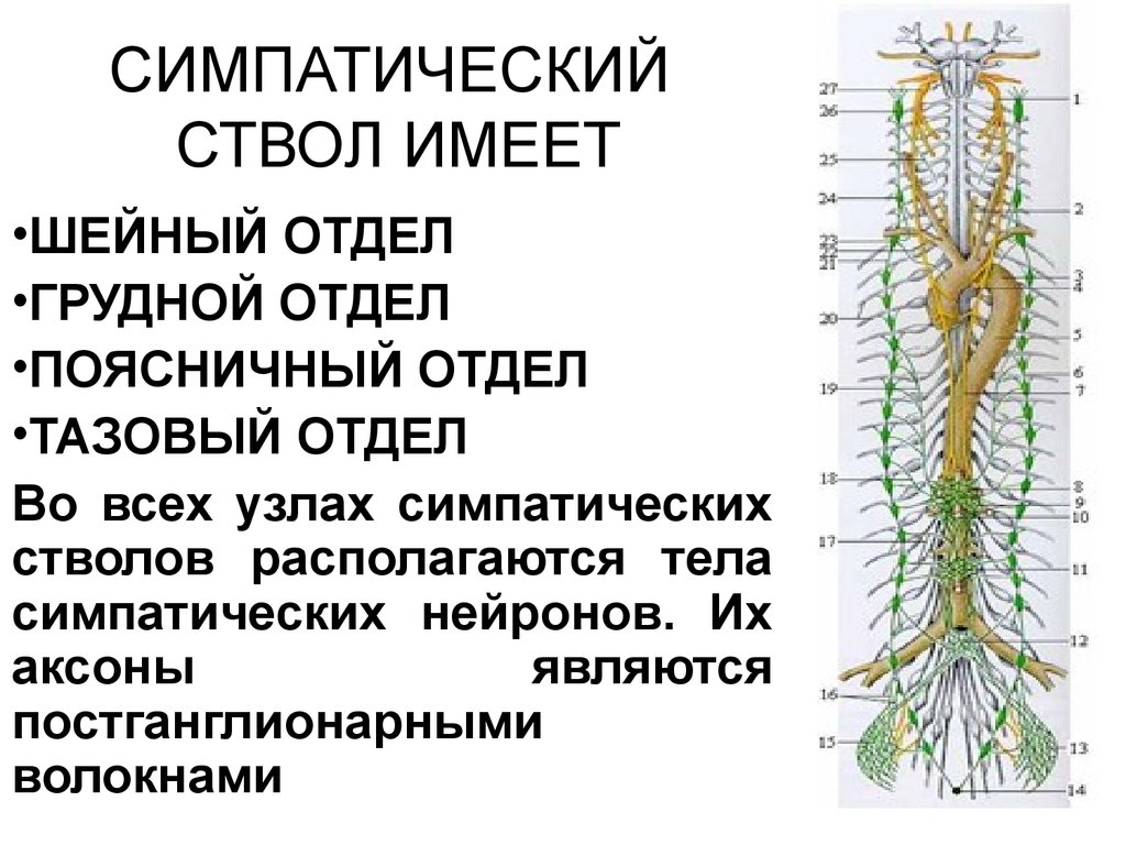 Нервные узлы и нервные стволы. Топография симпатического ствола схема. Шейный отдел вегетативной нервной системы. Отделы симпатического ствола анатомия. Топография шейного отдела симпатического ствола.